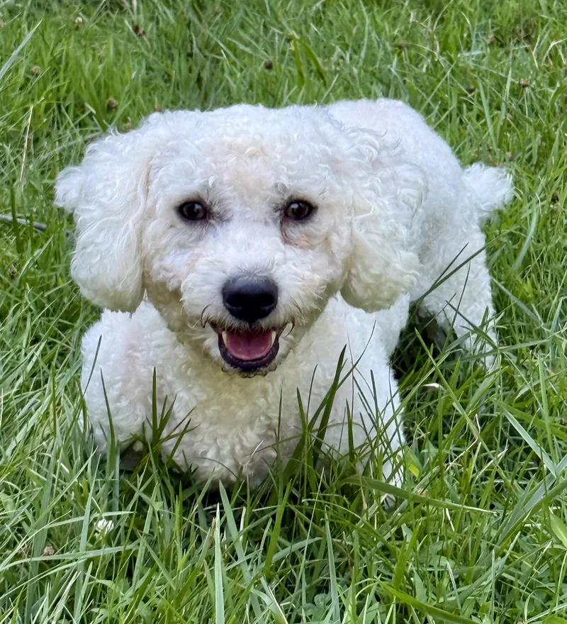 Otto