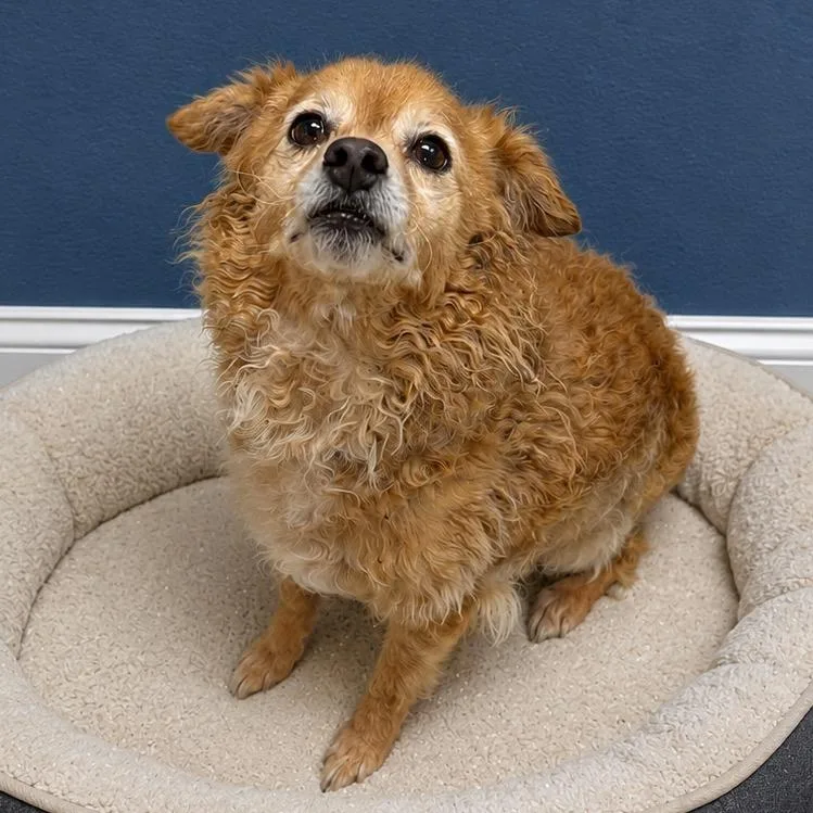 An adult small-sized male Golden Pomeranian dog named Simba for adoption in San Antonio, TX
