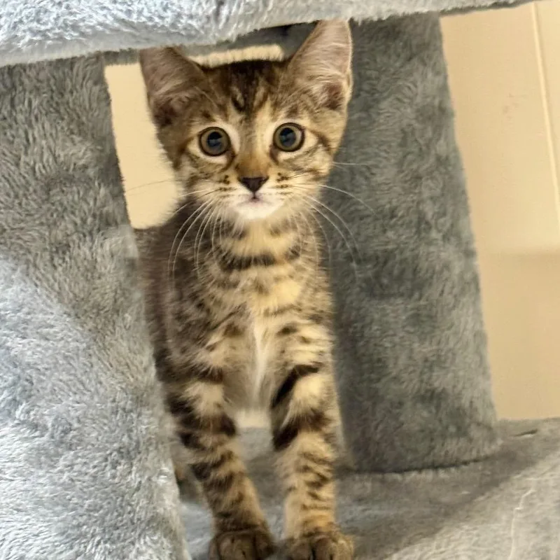 A baby small-sized female Gray / Blue / Silver Domestic Short Hair cat named Dot for adoption in Huntsville, AL