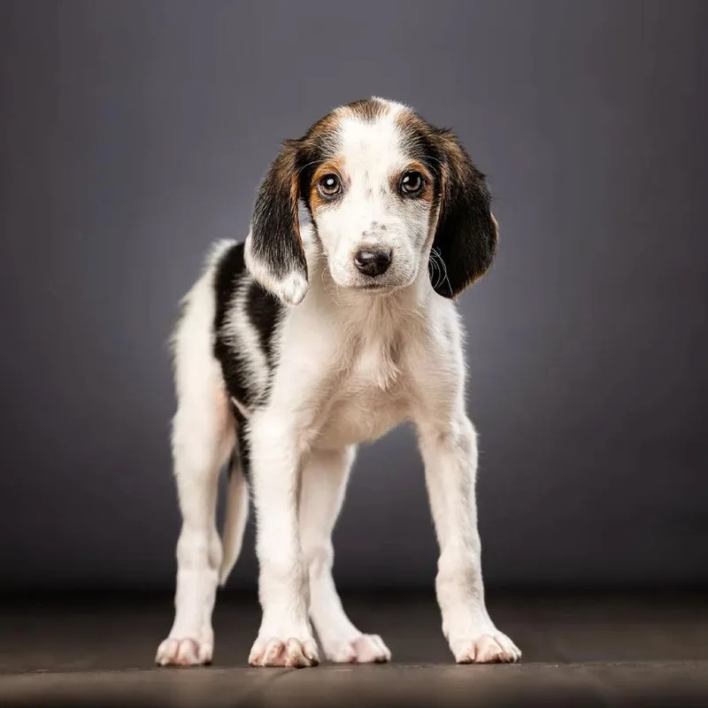 A baby small-sized female White / Cream Hound dog named Alpha for adoption in Jupiter, FL