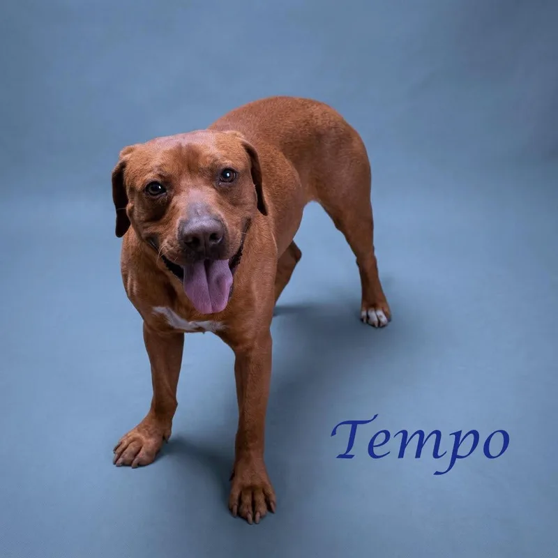 An adult medium-sized male Labrador Retriever dog named Tempo D for adoption in Lebanon, TN