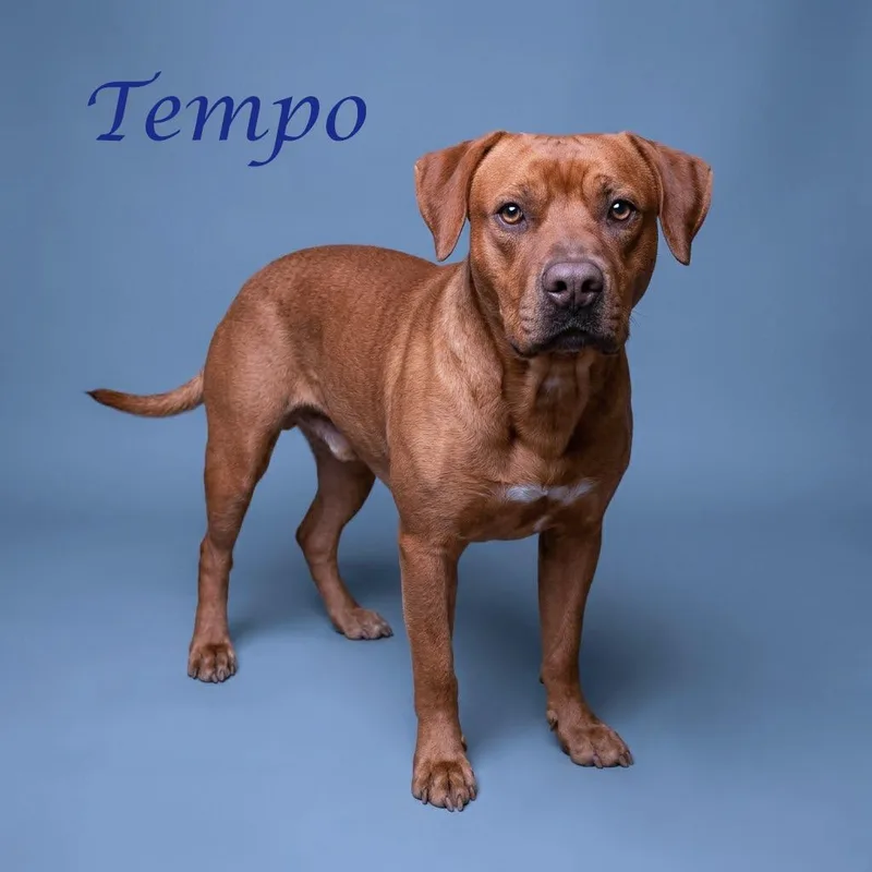 Tempo D thumbnail 2