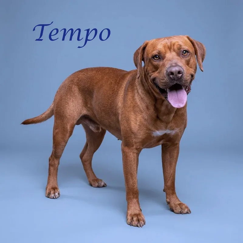 Tempo D thumbnail 3