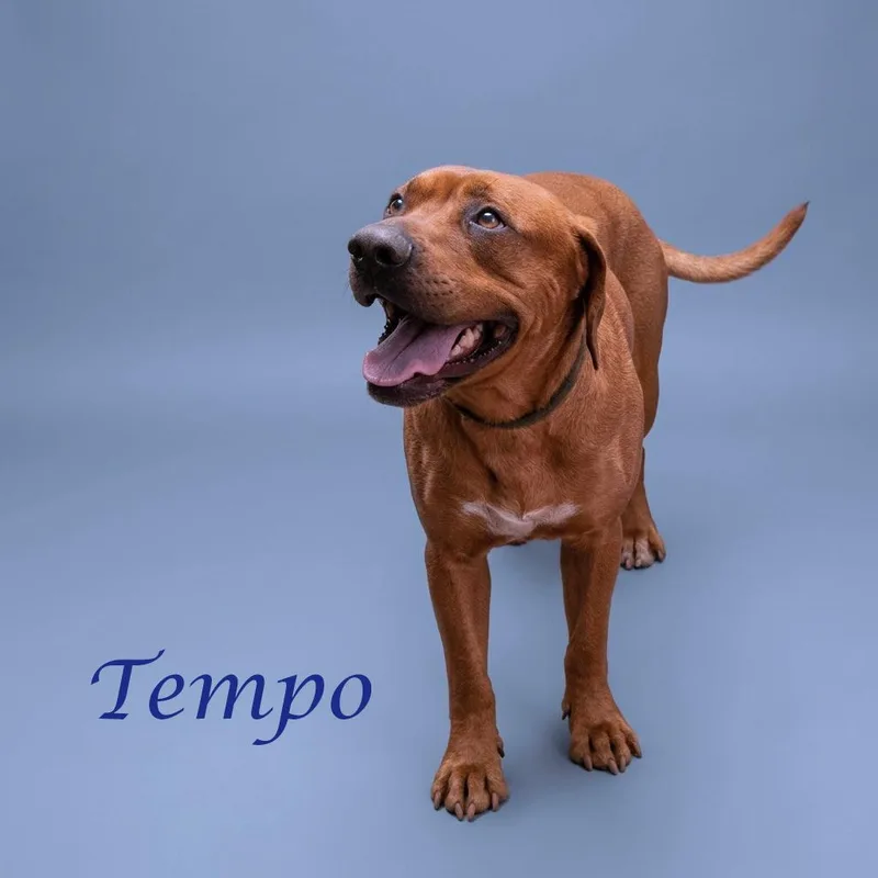 Tempo D thumbnail 4