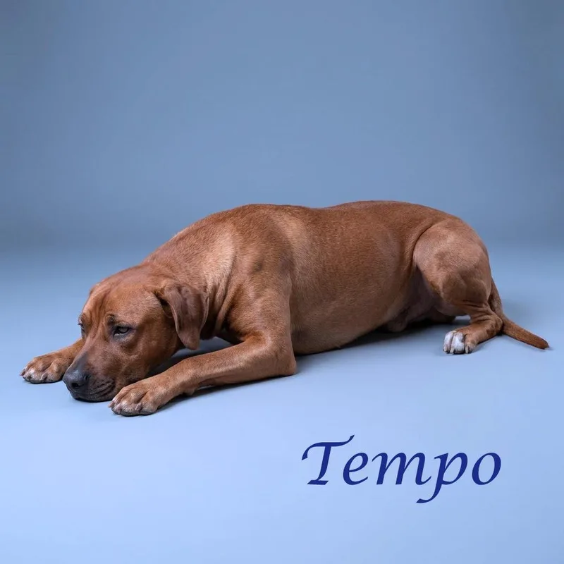 Tempo D thumbnail 5