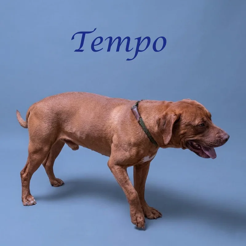 Tempo D thumbnail 6