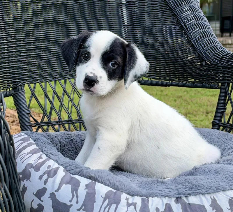 A baby medium-sized male White / Cream Mixed Breed dog named Rustle for adoption in Mt Pleasant, SC