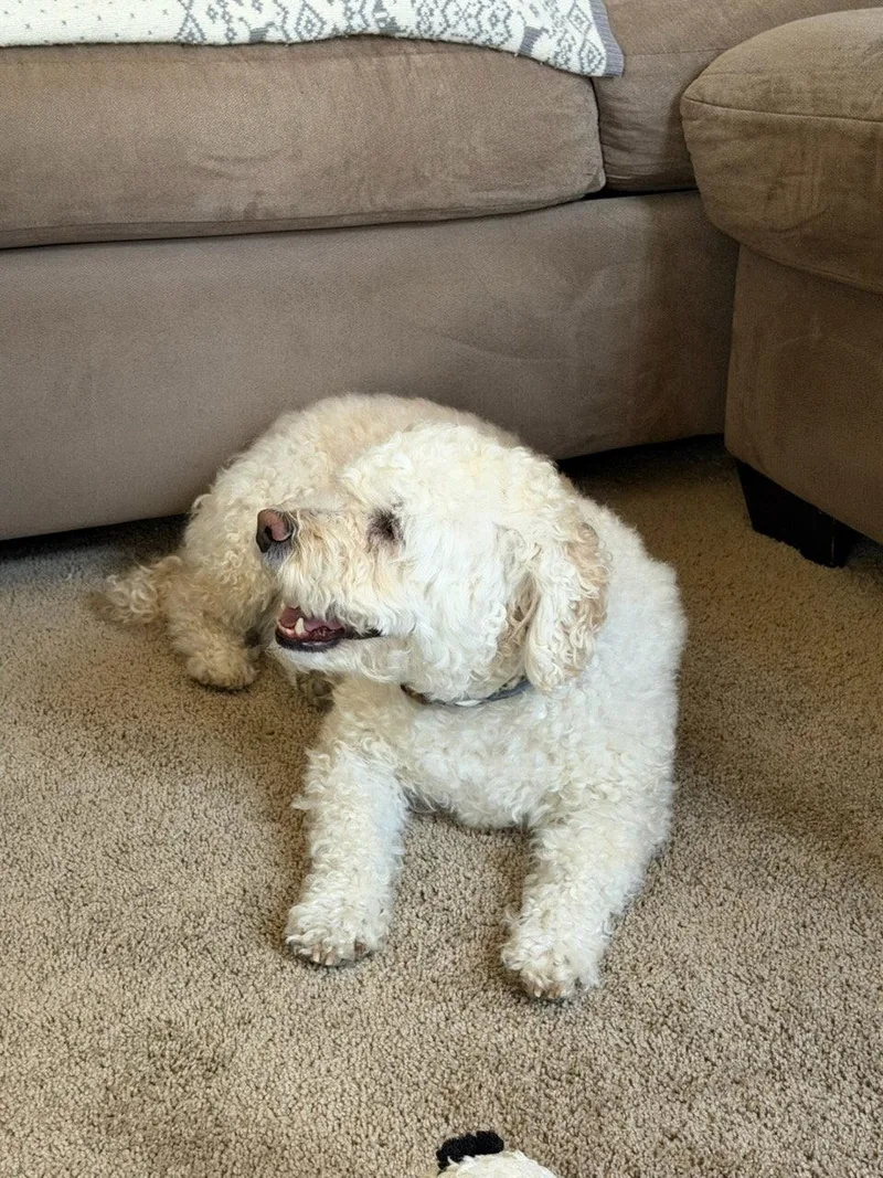 Oso