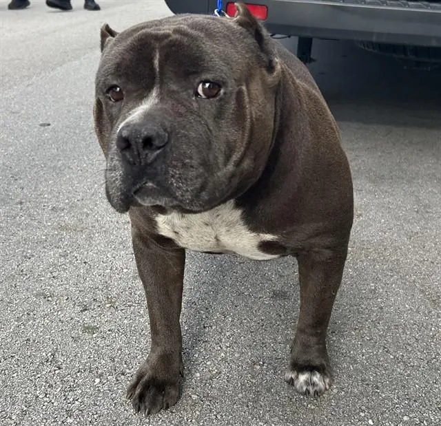 An adult large-sized male American Bulldog dog named Koda for adoption in Miami, FL
