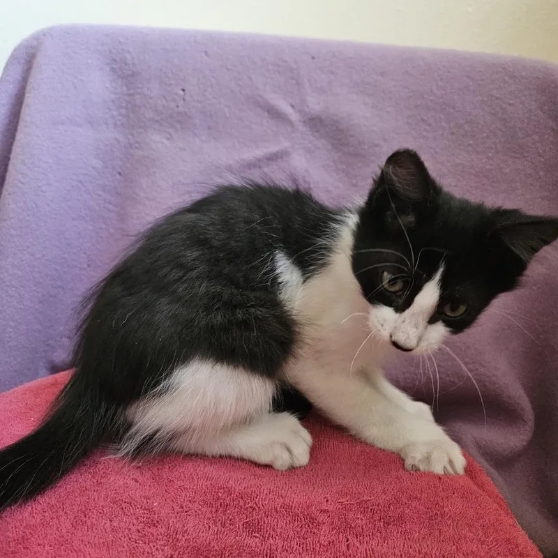 A baby small-sized male White Domestic Short Hair cat named Jupiter for adoption in Baker City, OR