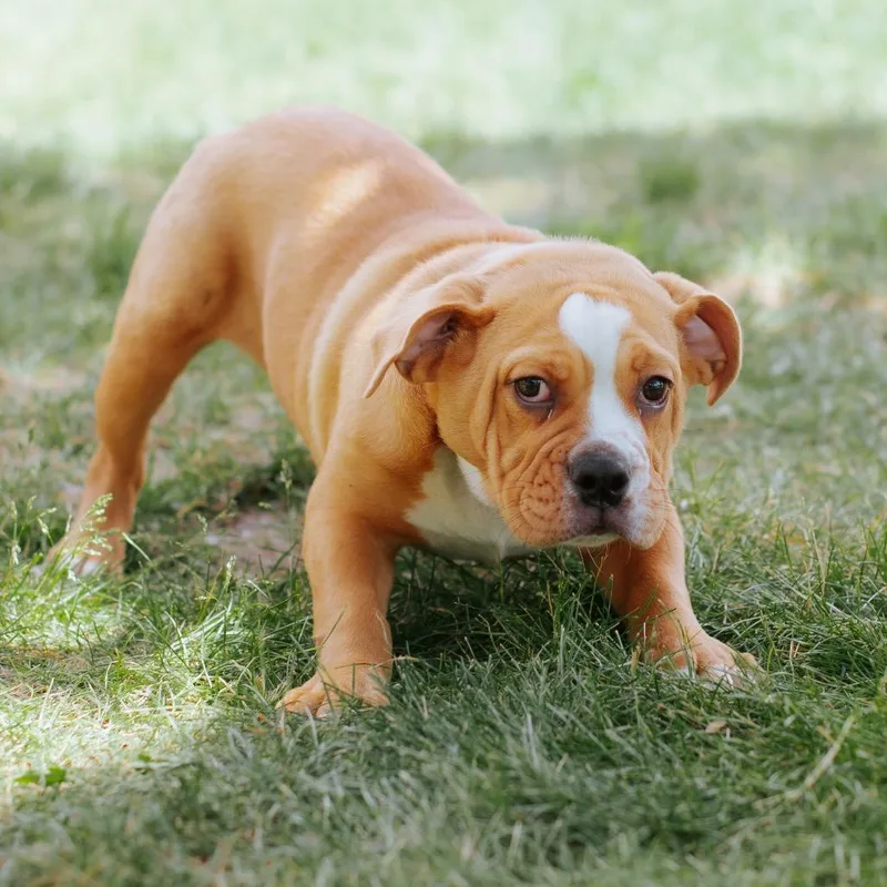 A baby small-sized male Red / Chestnut / Orange English Bulldog dog named Dooku for adoption in Northbrook, IL