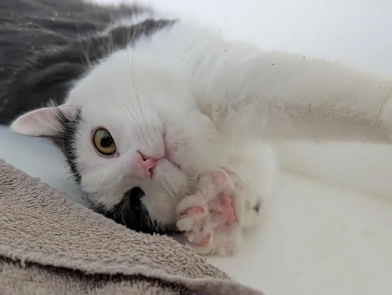 A young medium-sized male Domestic Short Hair cat named Franklin for adoption in Greenfield, IN