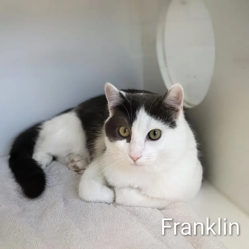 Franklin thumbnail 5