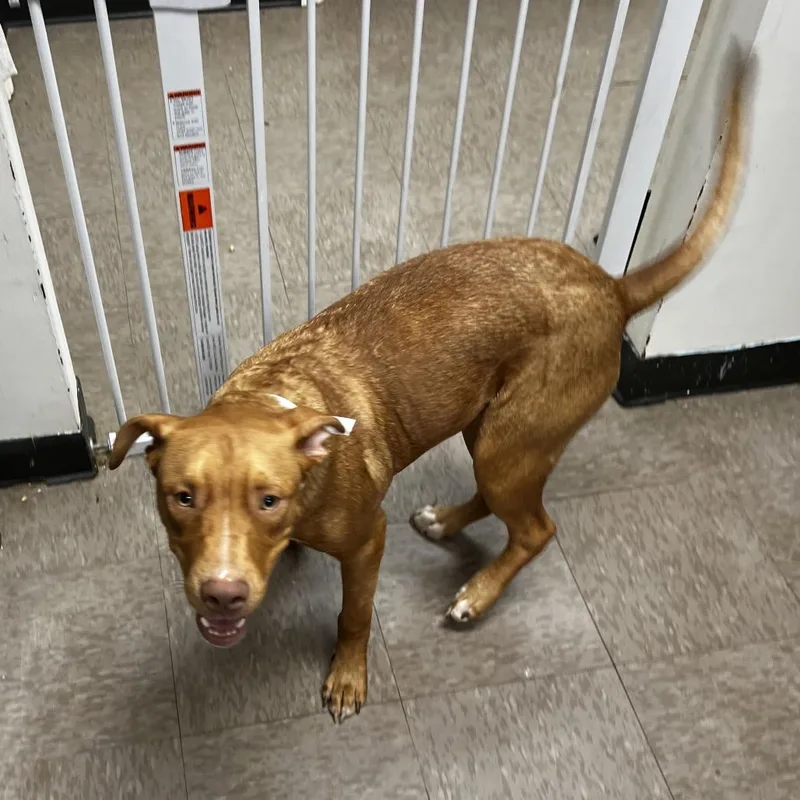 A young medium-sized male Retriever dog named Doughboykingston for adoption in Birmingham, AL