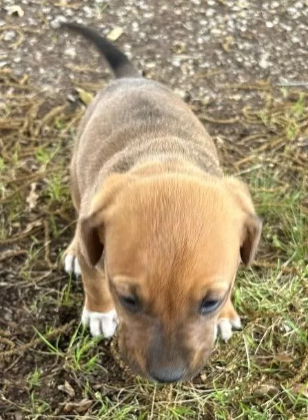 A baby medium-sized female Hound dog named Walnut for adoption in Hartsville, SC