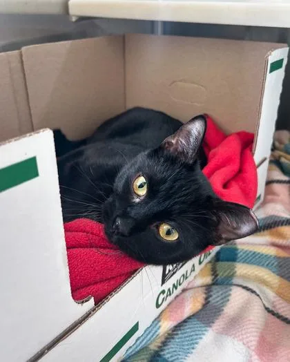 An adult medium-sized male Domestic Short Hair cat named Stu Pickles for adoption in Westland, MI