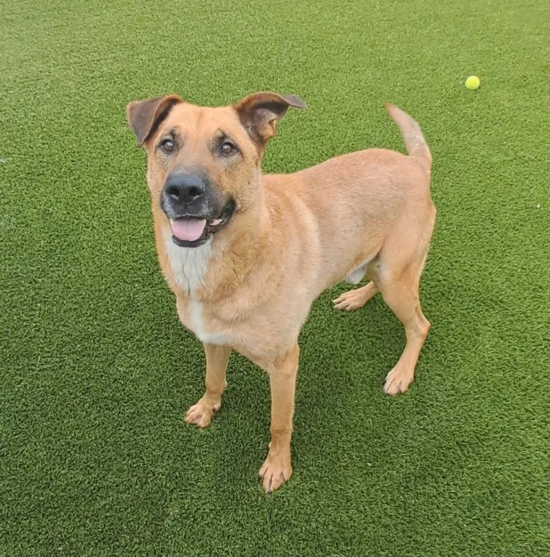 An adult large-sized male Golden Shepherd dog named Samuel for adoption in Frankfort, KY