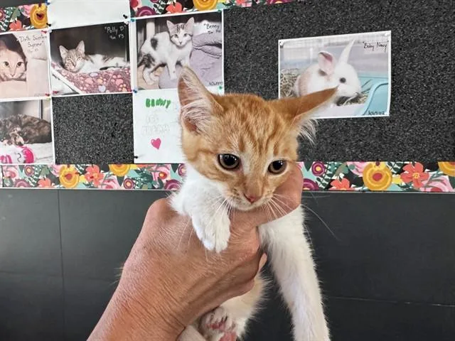 A baby small-sized female Domestic Short Hair cat named Peaches for adoption in Santa Monica, CA