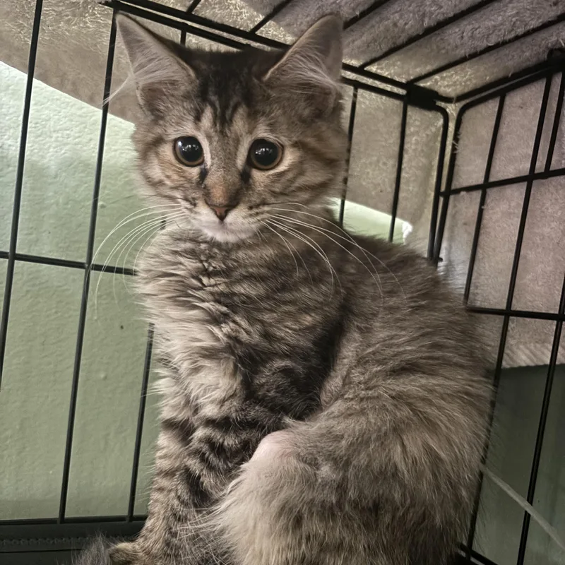 A baby small-sized female Tabby (Gray / Blue / Silver) Domestic Medium Hair cat named Fatali for adoption in Richmond, VA