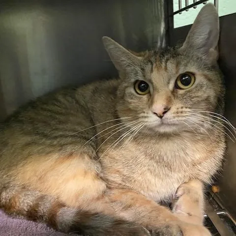 A young medium-sized female Buff / Tan / Fawn Domestic Short Hair cat named Josephine for adoption in Dayton, OH