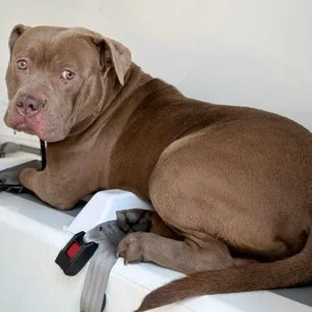 An adult medium-sized male Brown / Chocolate Mixed Breed dog named Vice for adoption in Philadelphia, PA