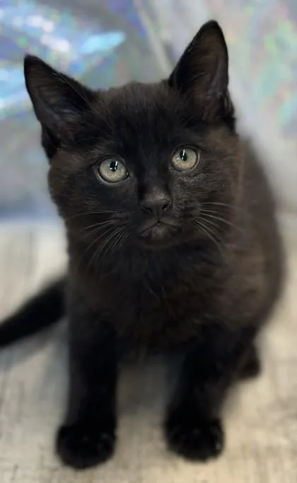 An adult small-sized male Domestic Short Hair cat named Coal for adoption in Shreveport, LA
