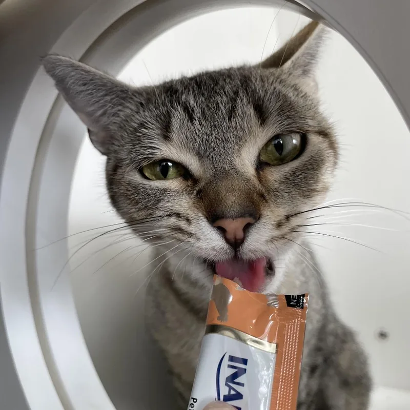 An adult medium-sized female Brown / Chocolate Domestic Short Hair cat named Mila for adoption in Warwick, RI