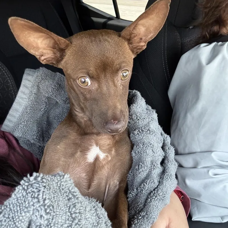 A young small-sized male Brown / Chocolate Chihuahua dog named FWT Mitch for adoption in Midland, TX
