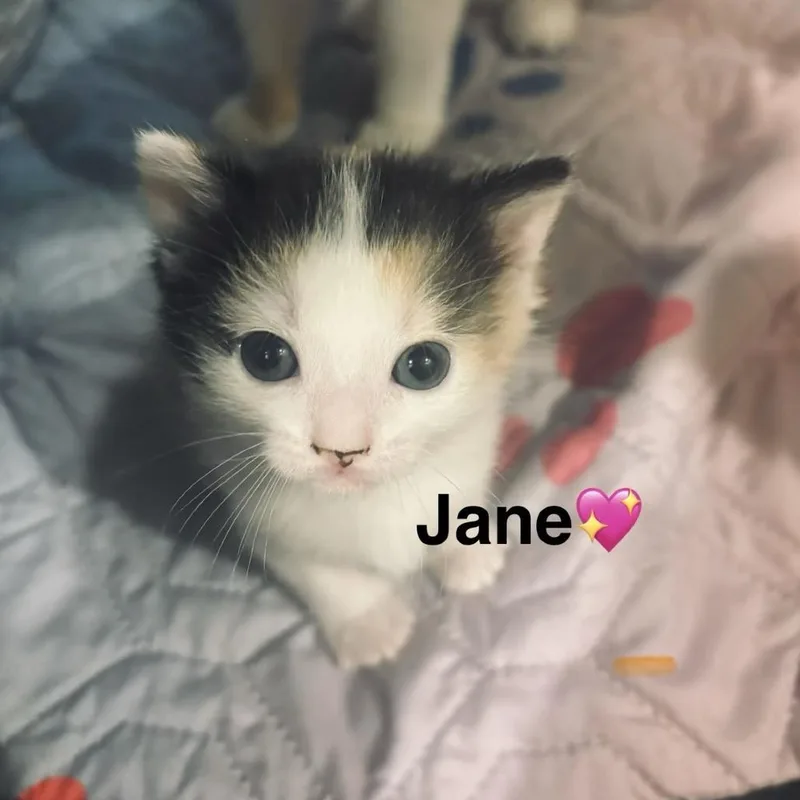 A baby small-sized female Calico Domestic Short Hair cat named Jane for adoption in Peachtree City, GA