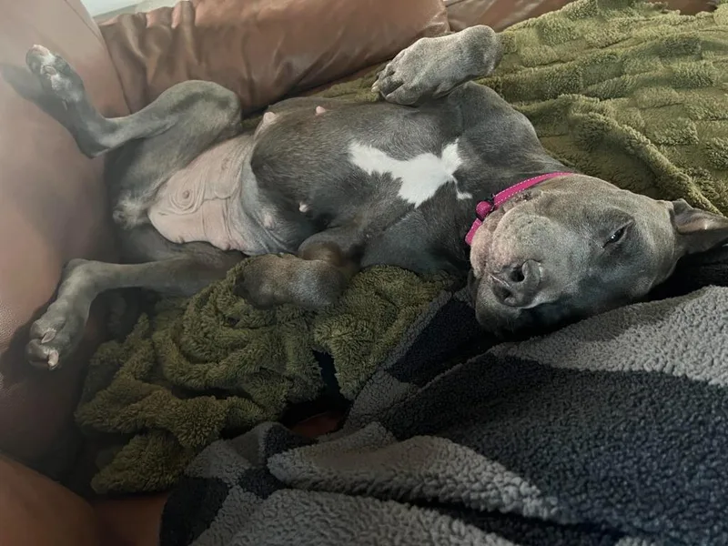 A young large-sized female Pit Bull Terrier dog named Sapphire for adoption in Phoenix, AZ