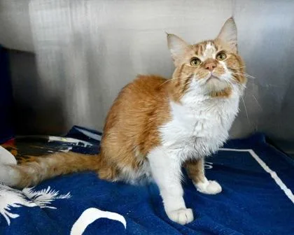 An adult small-sized male Domestic Long Hair cat named Rigby for adoption in West Seneca, NY