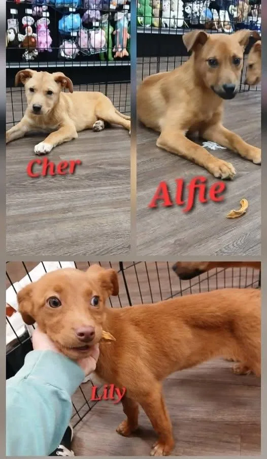 A young medium-sized female Golden Rhodesian Ridgeback dog named Cher for adoption in Lonsdale, AR