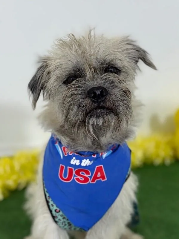 A young small-sized male White / Cream Border Terrier dog named Luigi for adoption in Carlsbad, CA