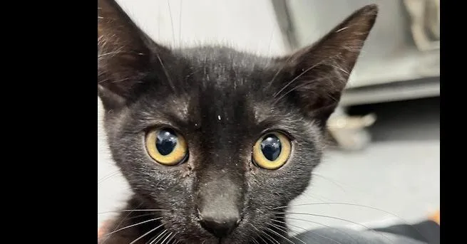 A baby small-sized female Black Domestic Short Hair cat named Cami for adoption in Anoka, MN