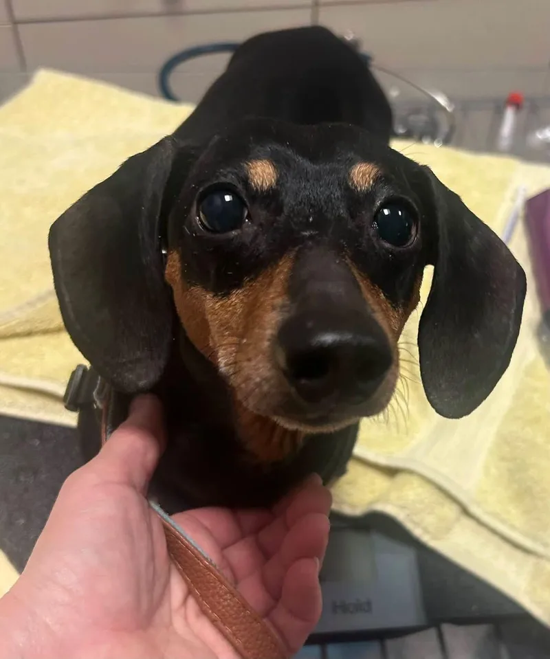 A senior small-sized male Miniature Dachshund dog named Jax for adoption in Oak Ridge, NJ