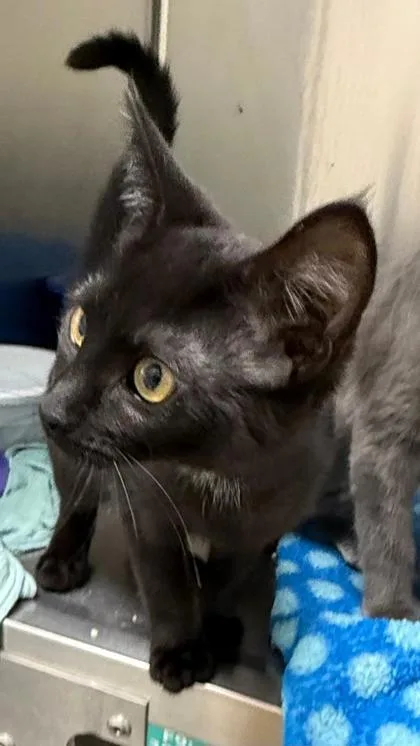 A baby small-sized female Domestic Short Hair cat named Gwen for adoption in Wilkesboro, NC