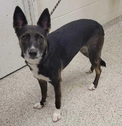 An adult large-sized female Black Mixed Breed dog named Anja for adoption in Kansas City, MO