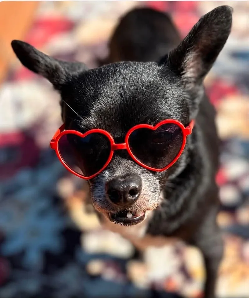 An adult small-sized female Chihuahua dog named Rosanna for adoption in Charlotte, MI