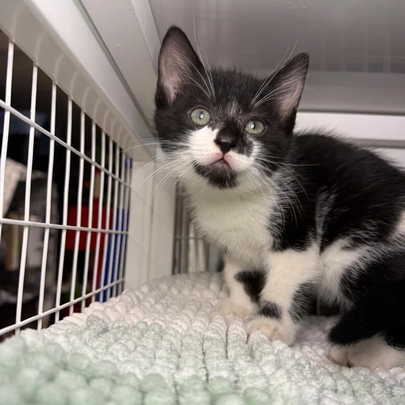 A baby small-sized female Black Domestic Short Hair cat named Lucky One Lemonade for adoption in Middle Village, NY