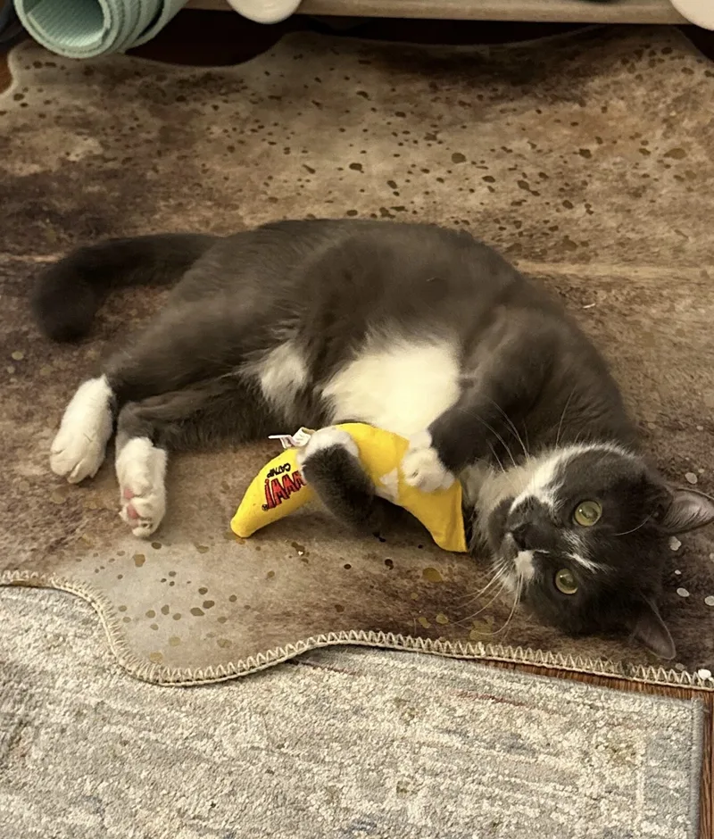 A senior medium-sized male Gray & White Domestic Short Hair cat named Bacari for adoption in New York, NY