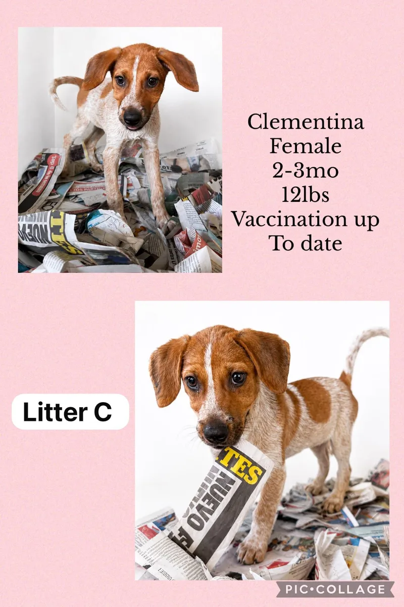 Clementina