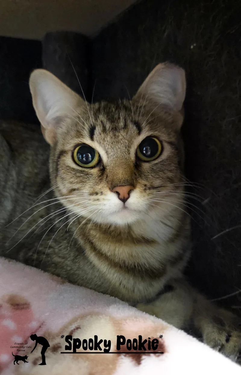 A young medium-sized female Tabby (Brown / Chocolate) Domestic Short Hair cat named Spooky Pookie for adoption in Centerville, UT