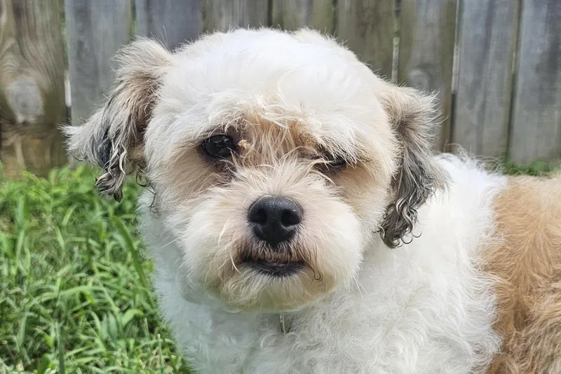 A young small-sized female White / Cream Shih poo dog named Snowball for adoption in Lexington, KY