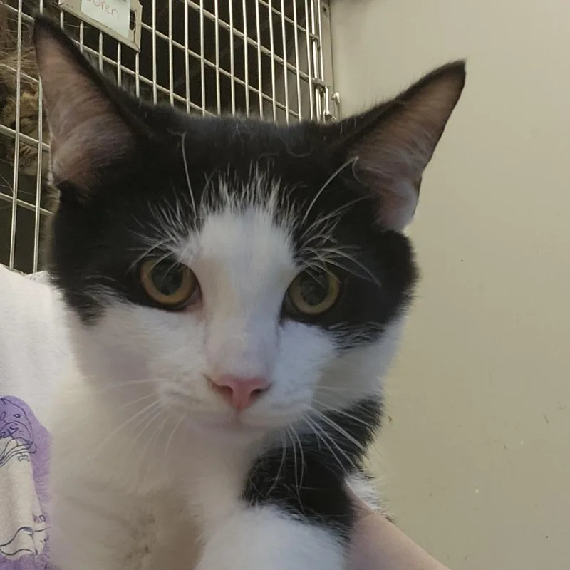 A baby small-sized male Domestic Short Hair cat named Arnie for adoption in Columbia Station, OH