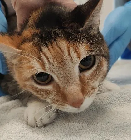 An adult large-sized female Domestic Short Hair cat named Muffin for adoption in Lafayette, IN