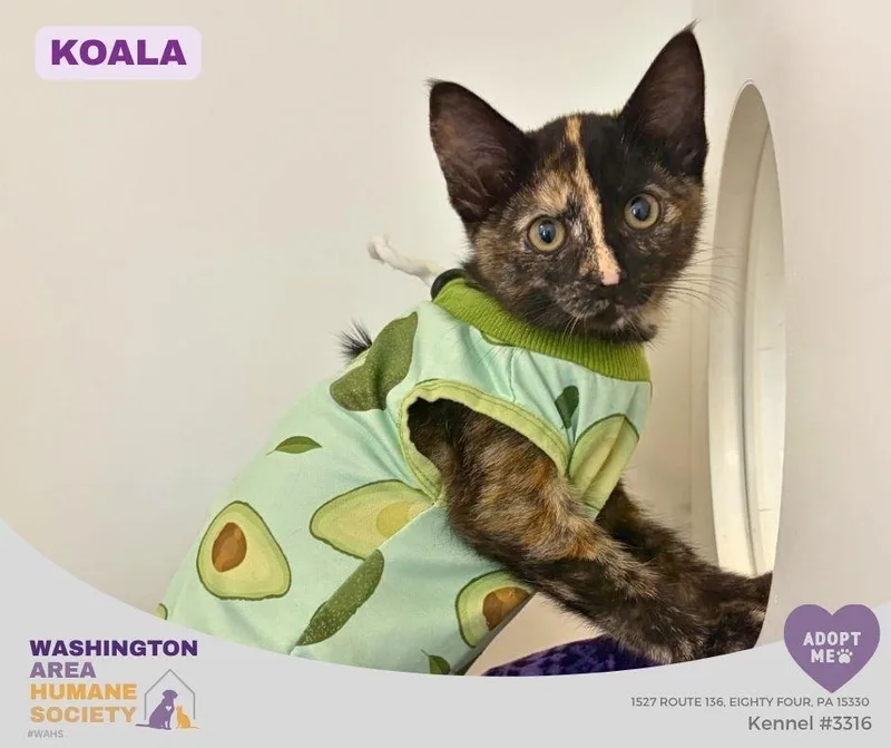 A baby small-sized female Tortoiseshell Domestic Short Hair cat named Koala for adoption in Eighty Four, PA