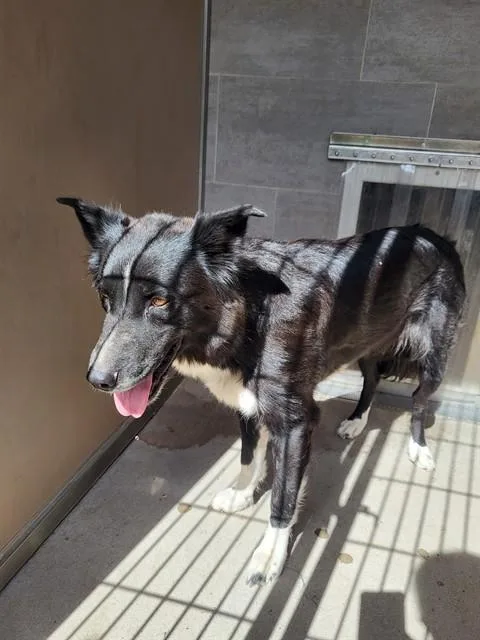 An adult large-sized female Border Collie dog named Bonny for adoption in Albuquerque, NM