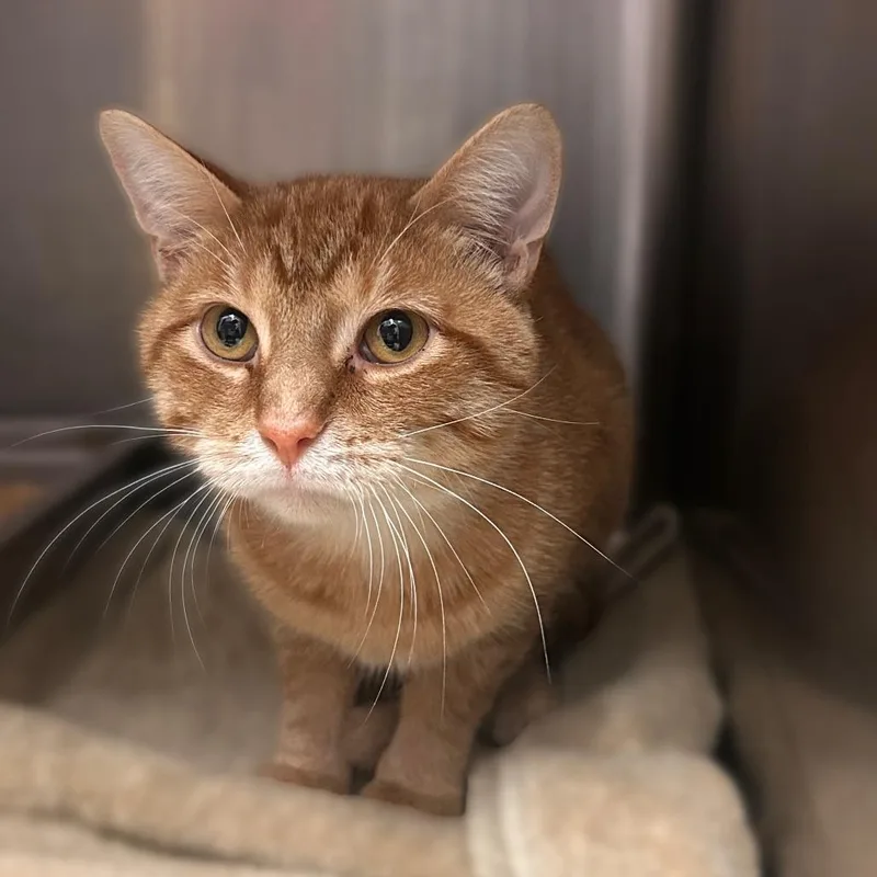 An adult large-sized male Domestic Short Hair cat named Puff Pastry for adoption in Davenport, IA