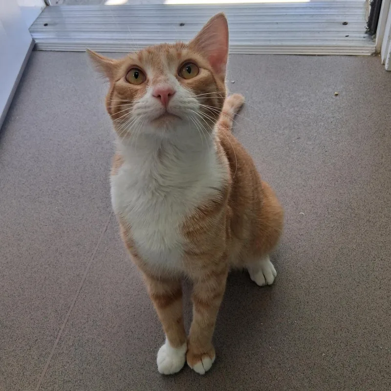 A young medium-sized male Orange / Red Domestic Short Hair cat named Corn Flake for adoption in Middlebury, VT