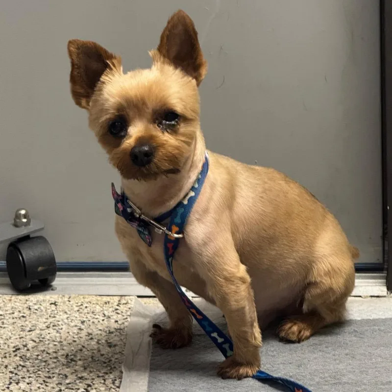 An adult small-sized male Yellow / Tan / Blond / Fawn Mixed Breed dog named Louie for adoption in Red House, WV